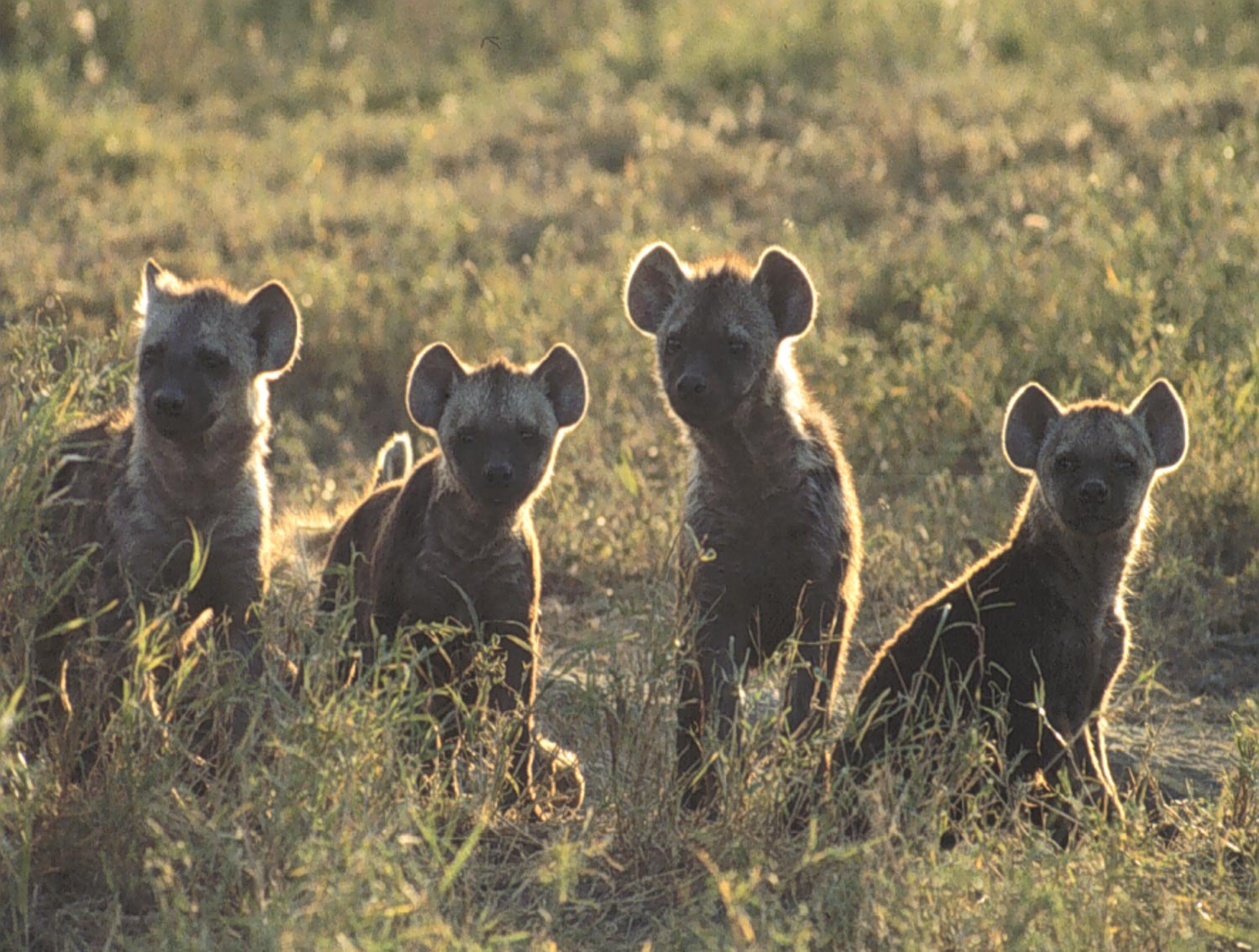 Hyänen-Zwillingspärchen © Marion L. East und Heribert Hofer