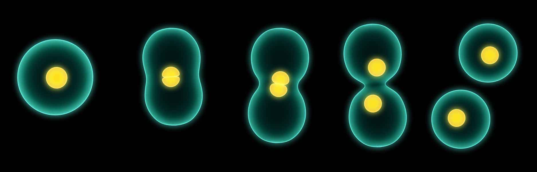 Zelle © Adobe Stock